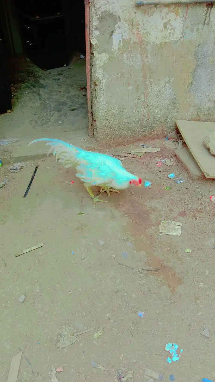Hira murga 14 mahine ka₹10000 — photo 4