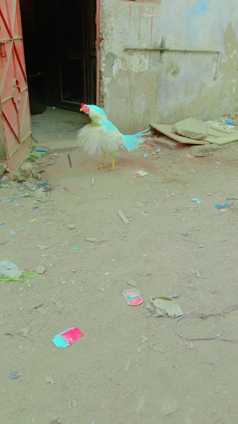 Hira murga 14 mahine ka₹10000 — photo 5