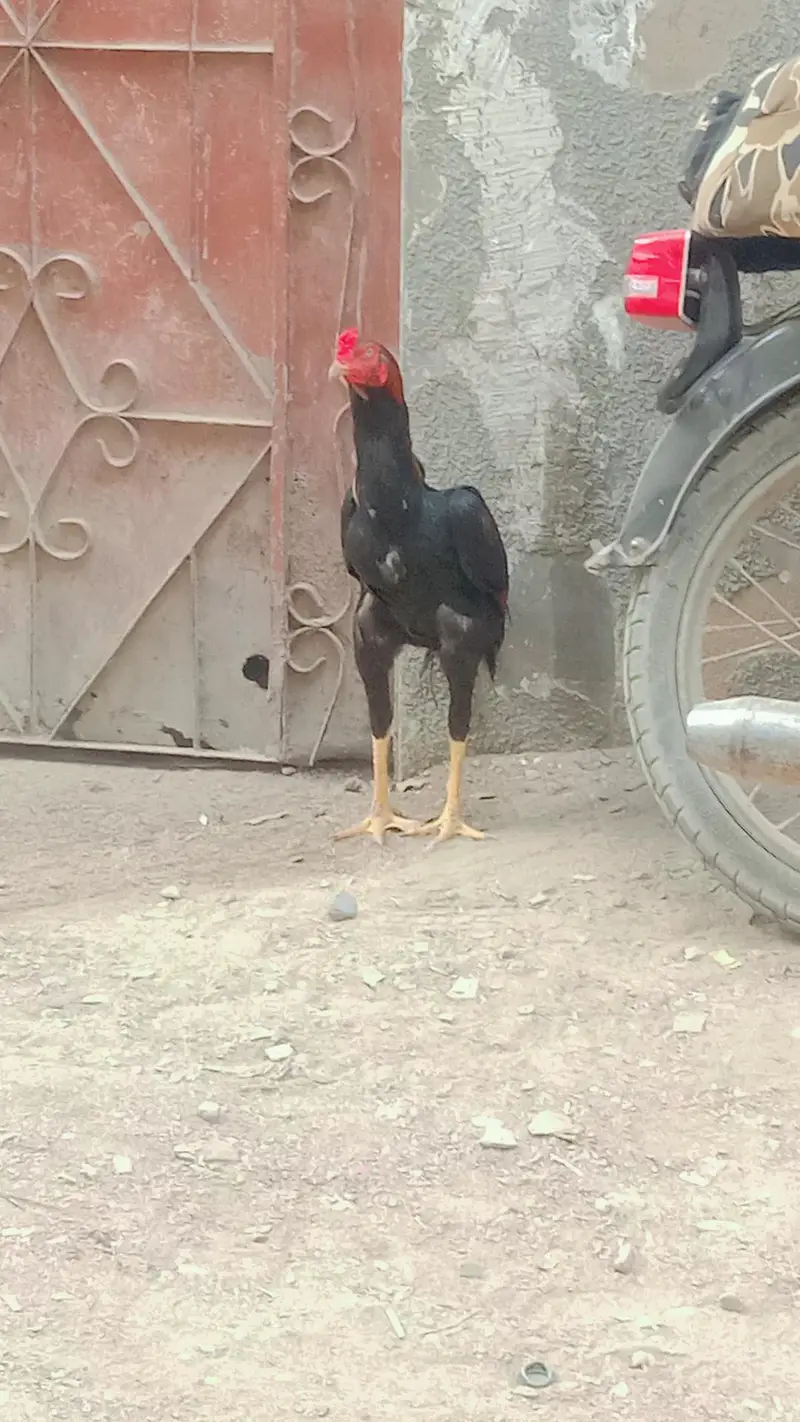 Hira murga 14 mahine ka₹10000 — photo 6