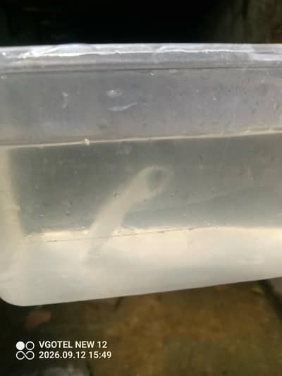 fish active and fit home breed hai interested buyers chat kare