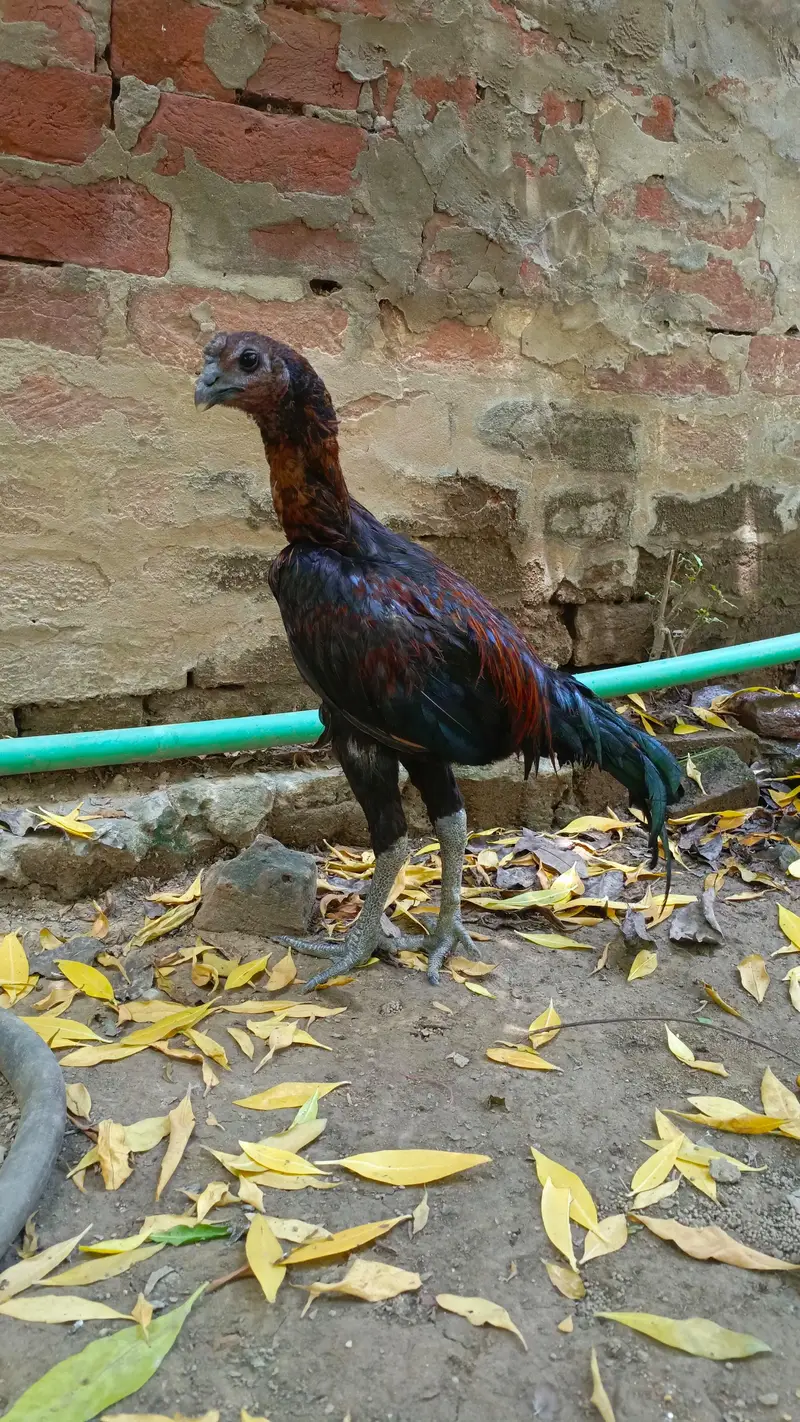 Thai/dragon/aseel/murga/lakha — photo 2