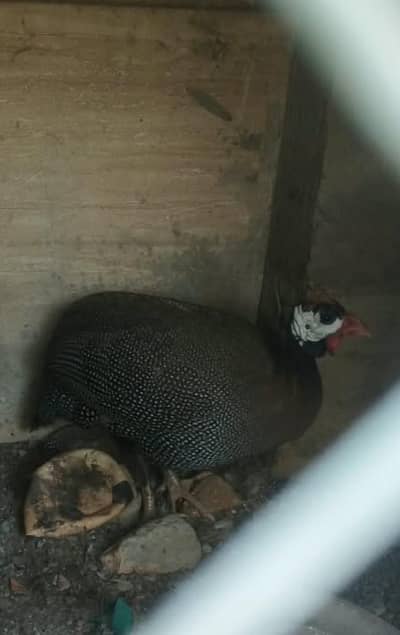 male breader available guinea fowl