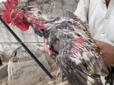 Mix Pairs Murghay murghiyan desi and aseel home breed urgent sale mix
