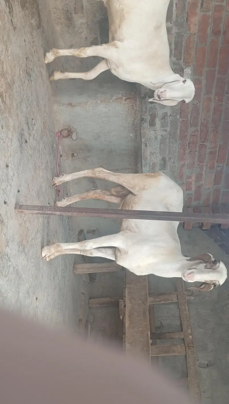 mashallah pure beauty chatra — photo 3