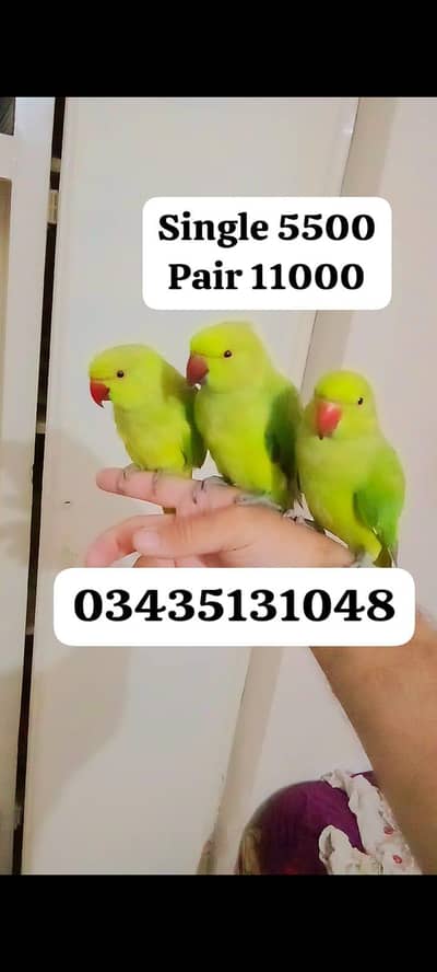 Single 5500 pair 11000 Green ringneck parrots handtame