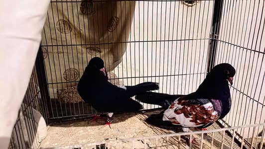 Pigeon khaal pair breader