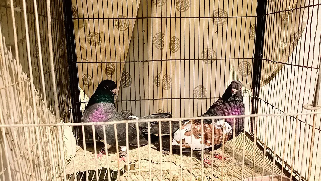 Pigeon khaal pair breader — photo 2