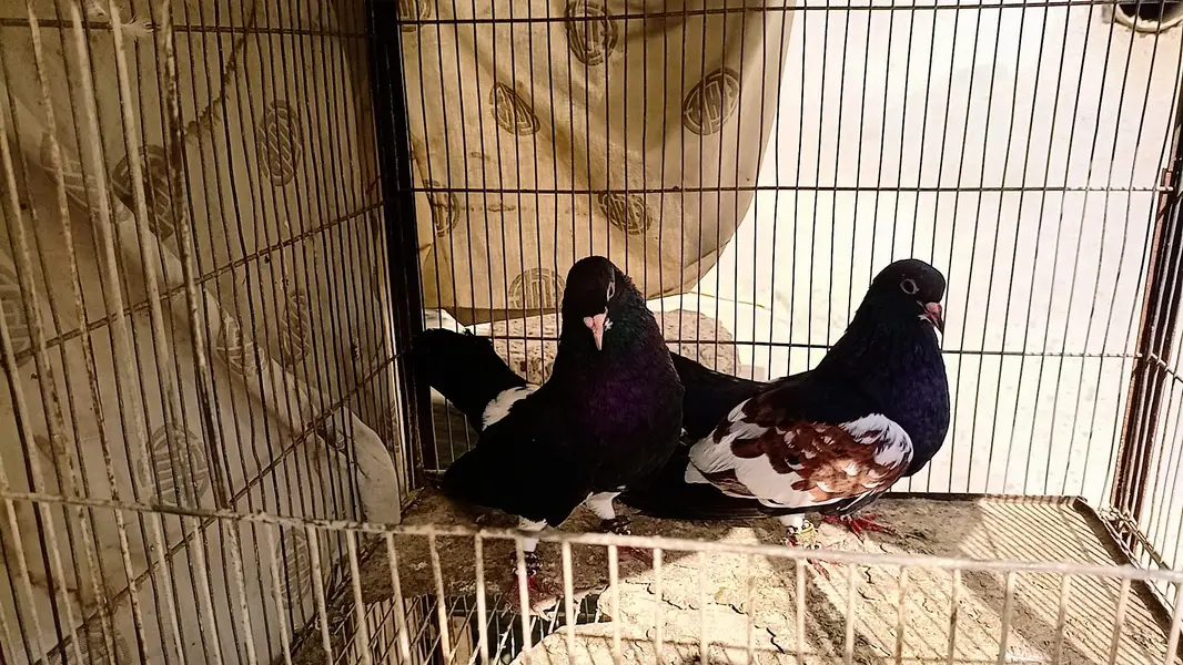 Pigeon khaal pair breader — photo 3