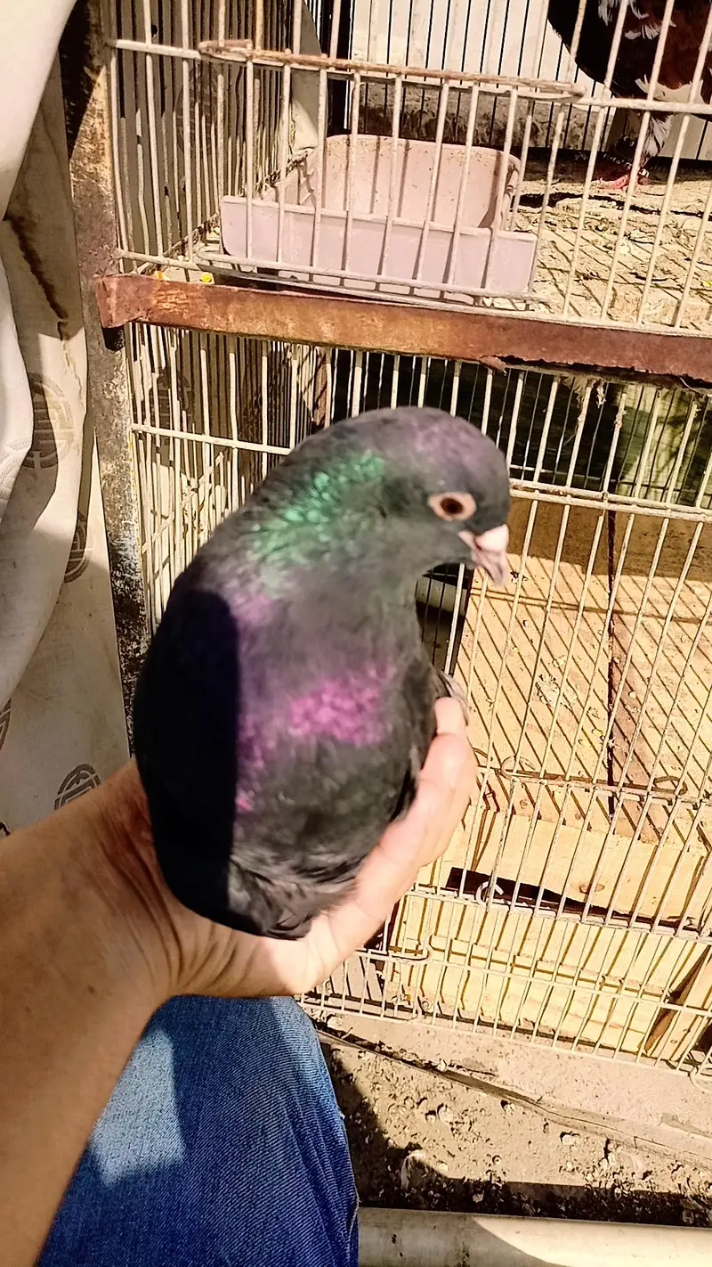 Pigeon khaal pair breader — photo 4
