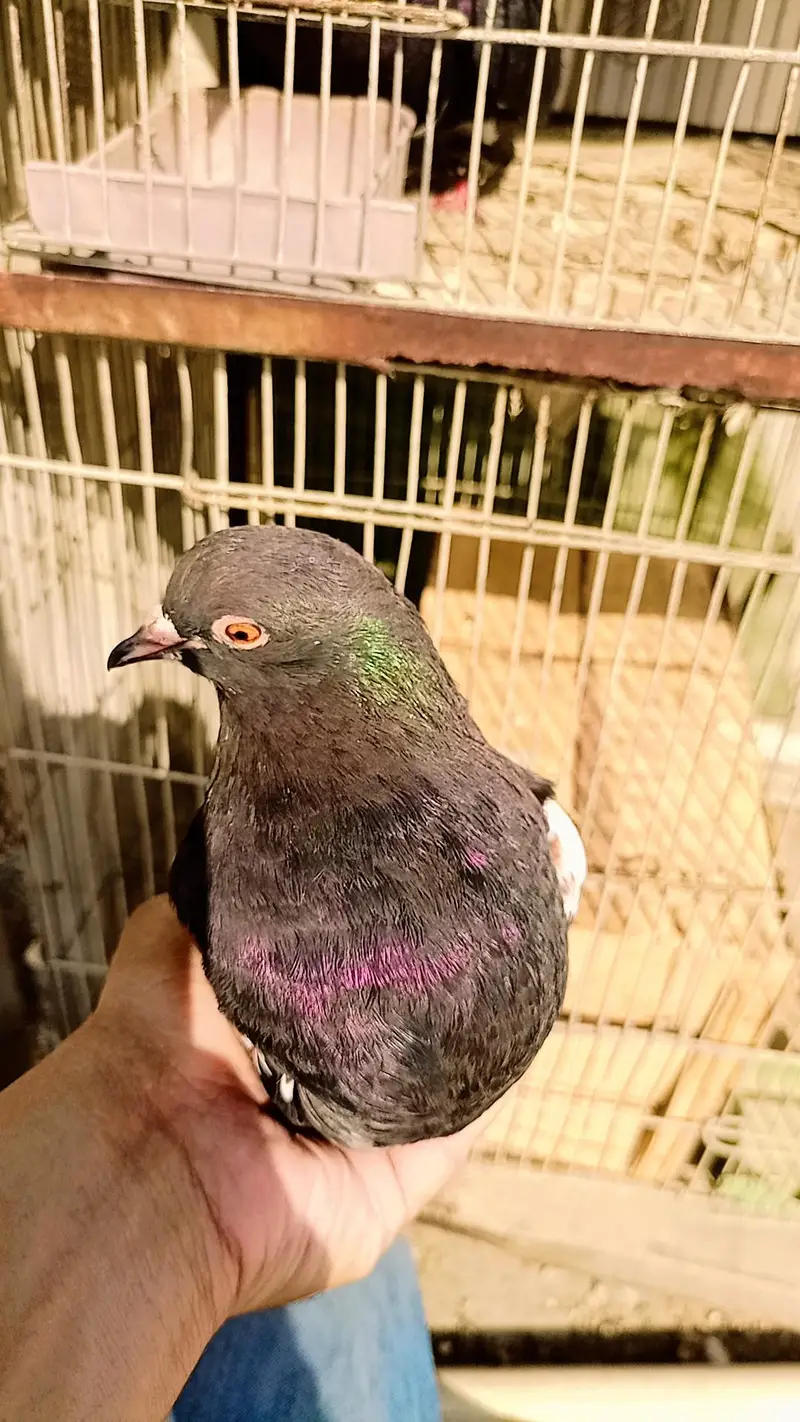 Pigeon khaal pair breader — photo 5