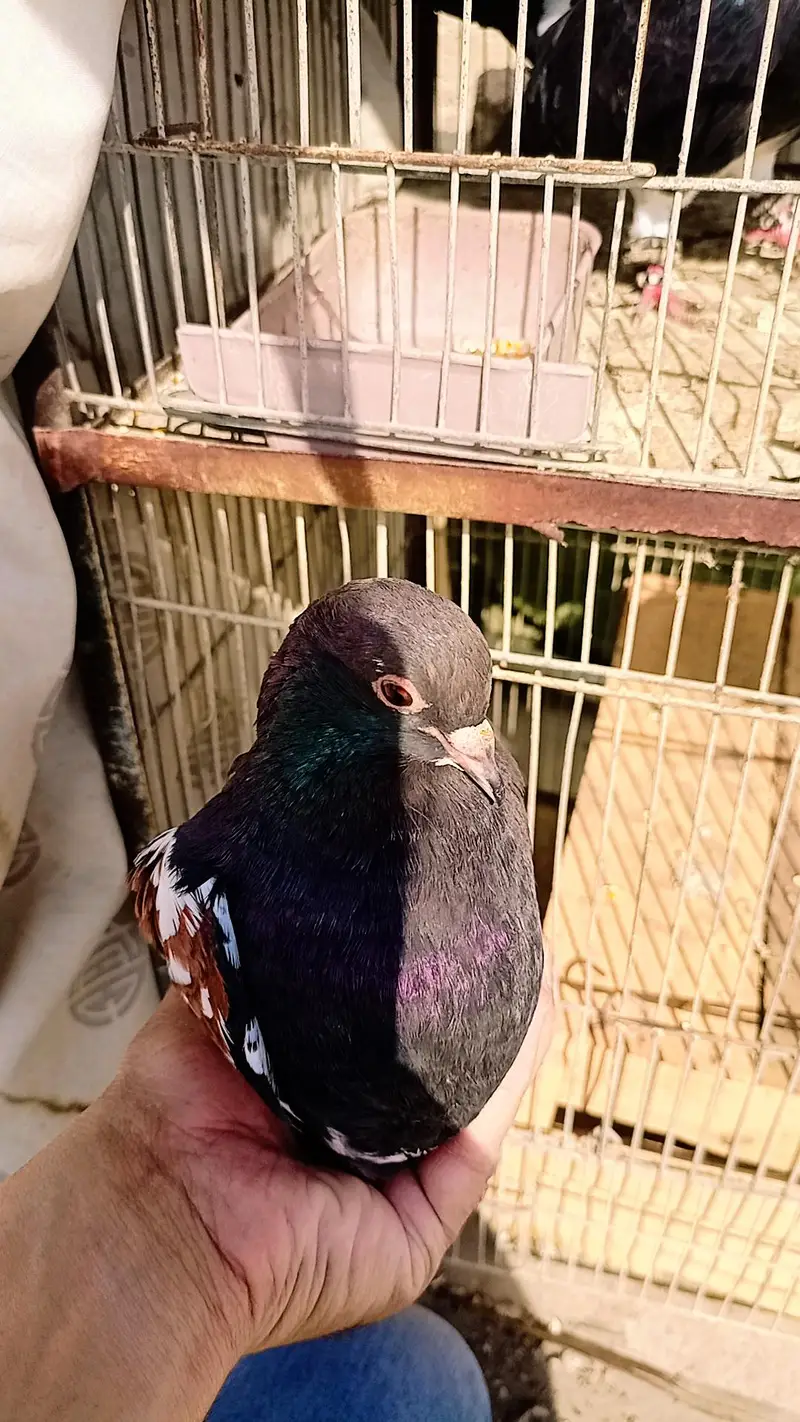 Pigeon khaal pair breader — photo 6