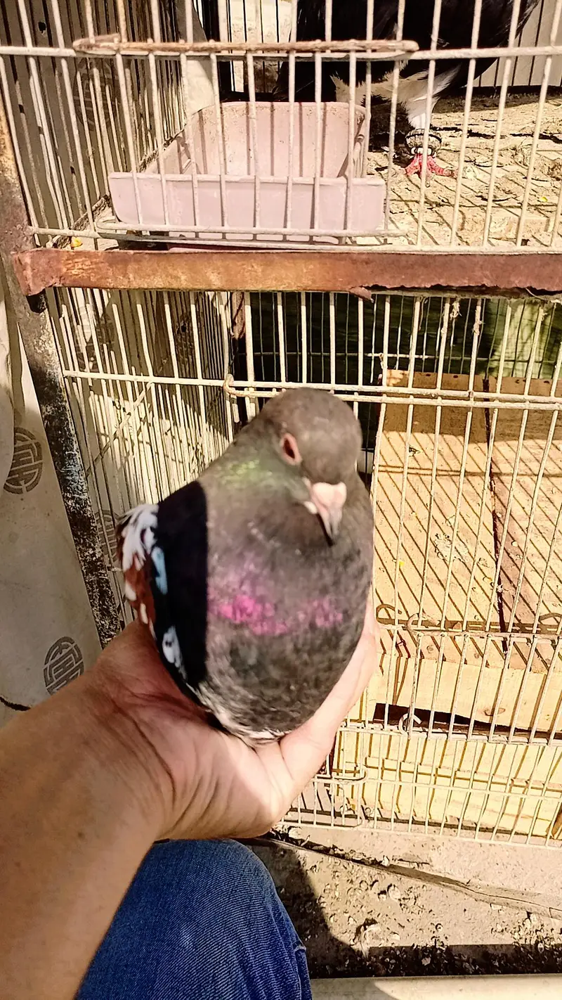 Pigeon khaal pair breader — photo 7