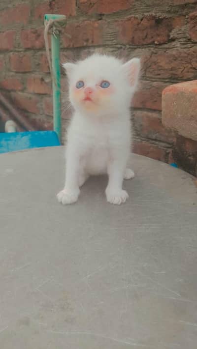 Persian kitten available for sale