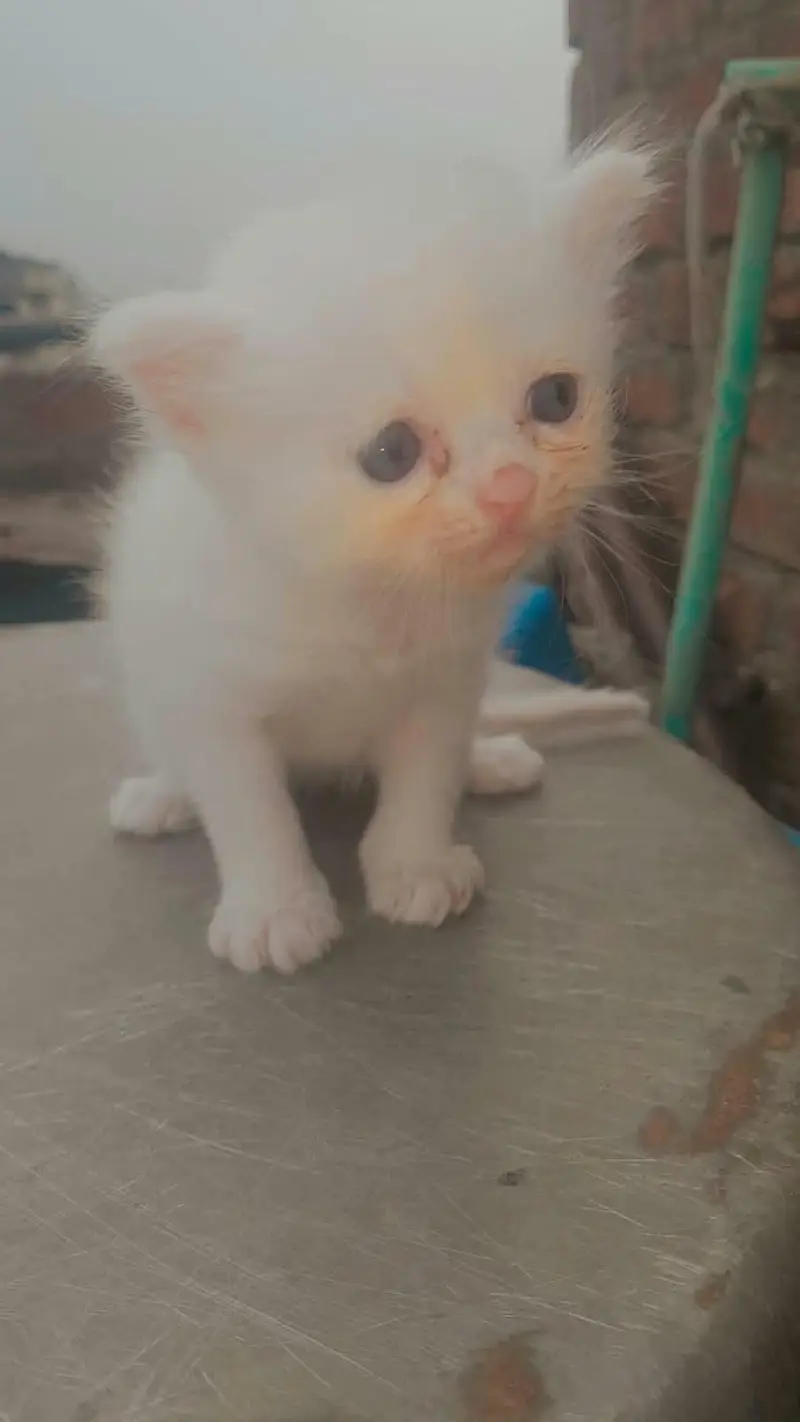 Persian kitten available for sale — photo 2