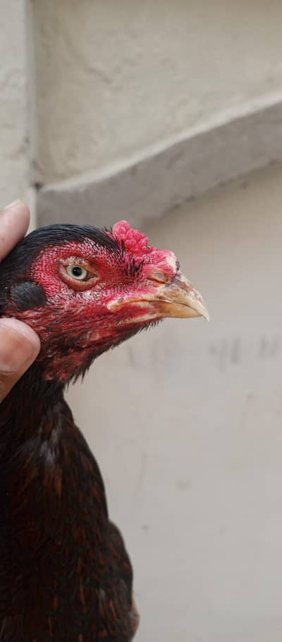 high quality aseel female