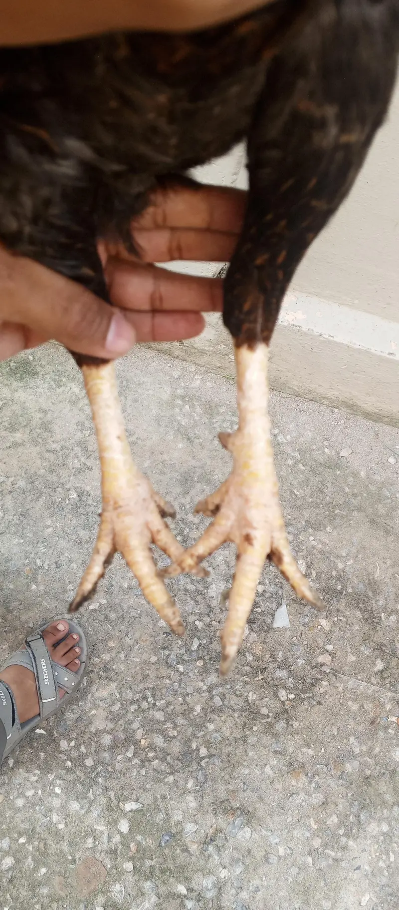 high quality aseel female — photo 2