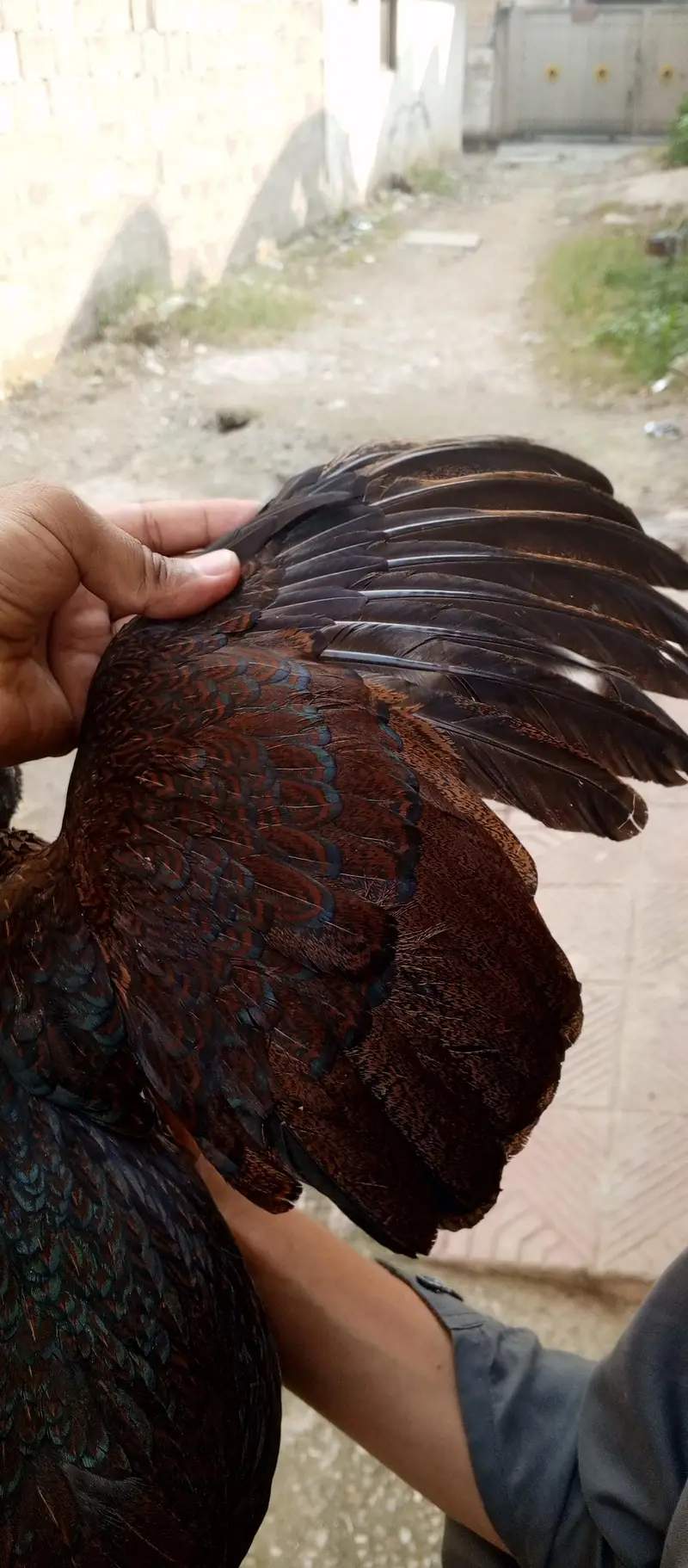 high quality aseel female — photo 3