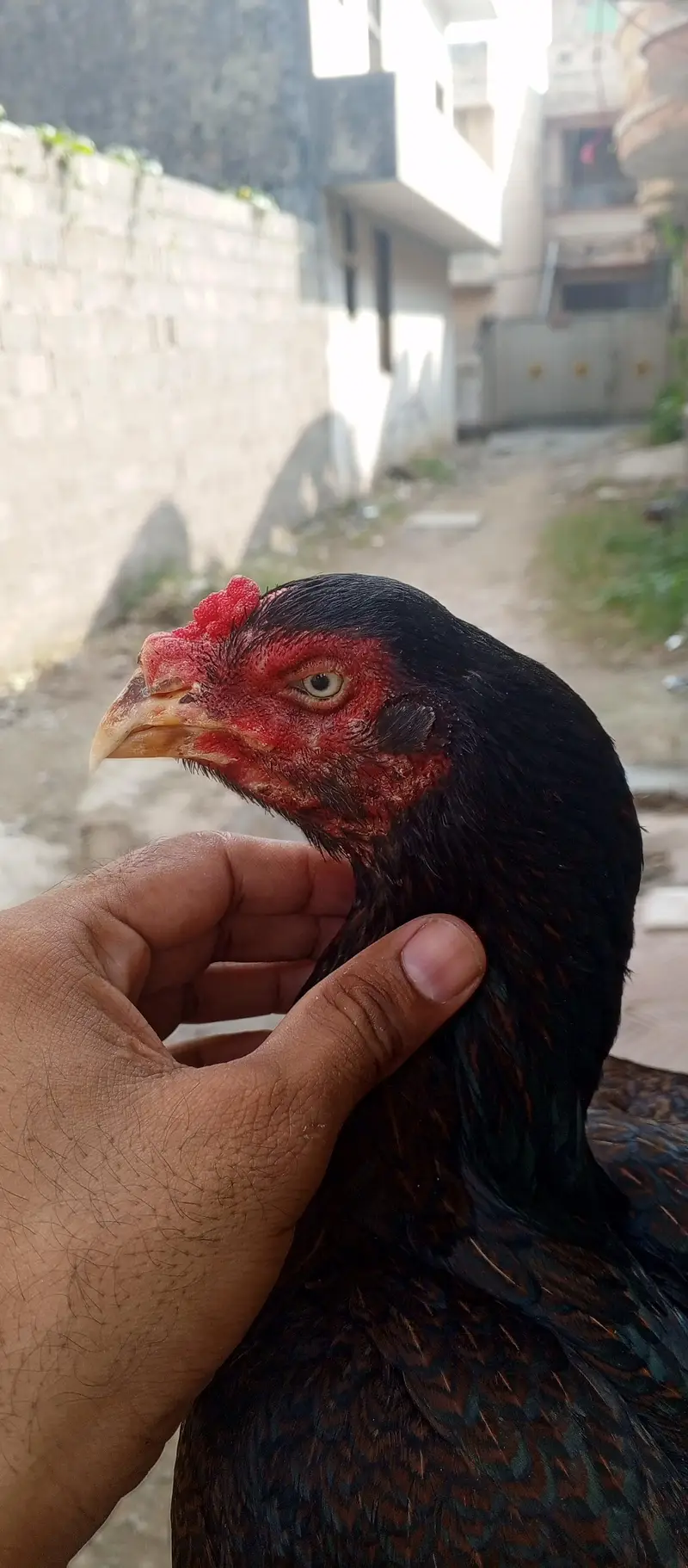 high quality aseel female — photo 4
