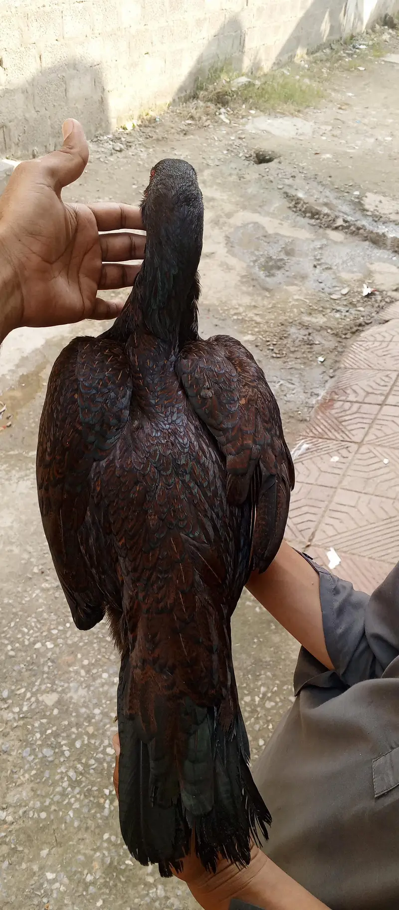 high quality aseel female — photo 5