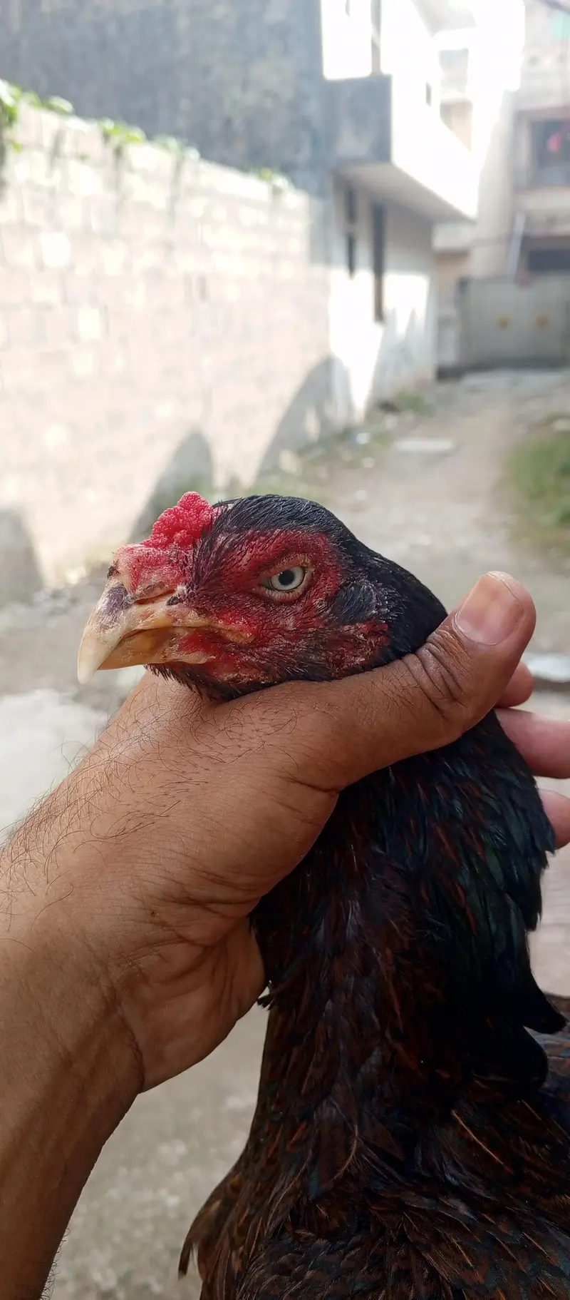 high quality aseel female — photo 6