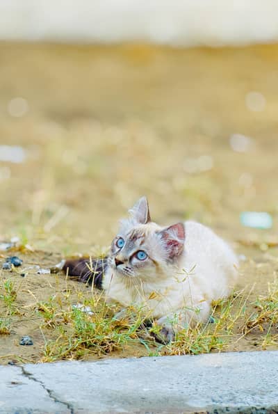 himalyan cat