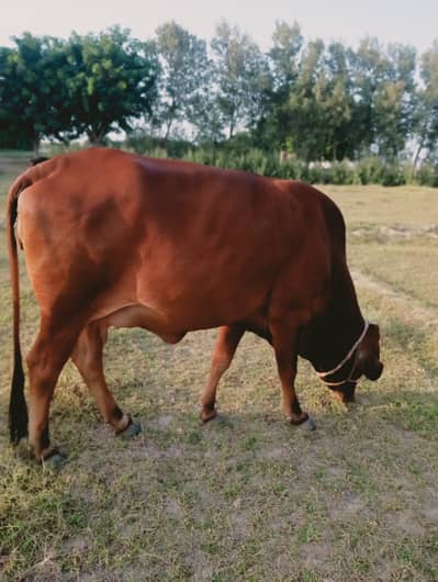 Gaban pehla wara dhundi