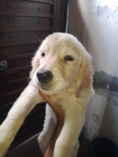 Golden retriever puppy Female 2.5months old