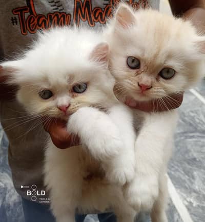 catooo