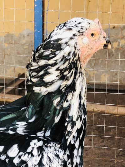 Aseel Maadi For sale