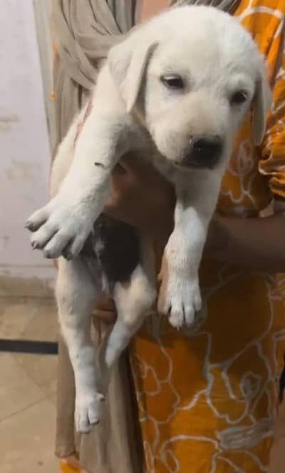 Labrador puppy 03226658743