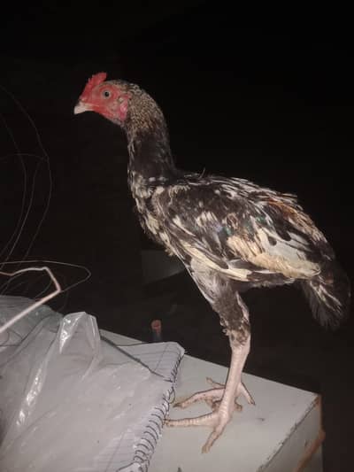 Aseel hen