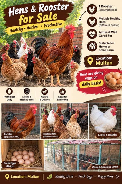  Healthy Egg-Laying Hens + 1 Brown Rooster for Sale – Multan 