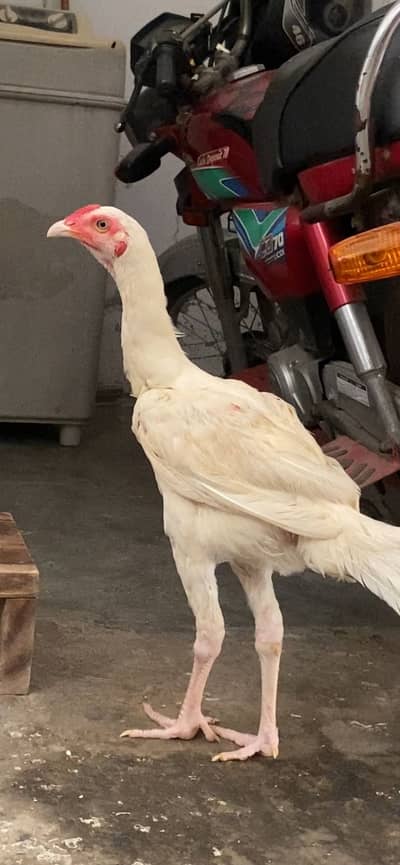 Sindhi heera patha