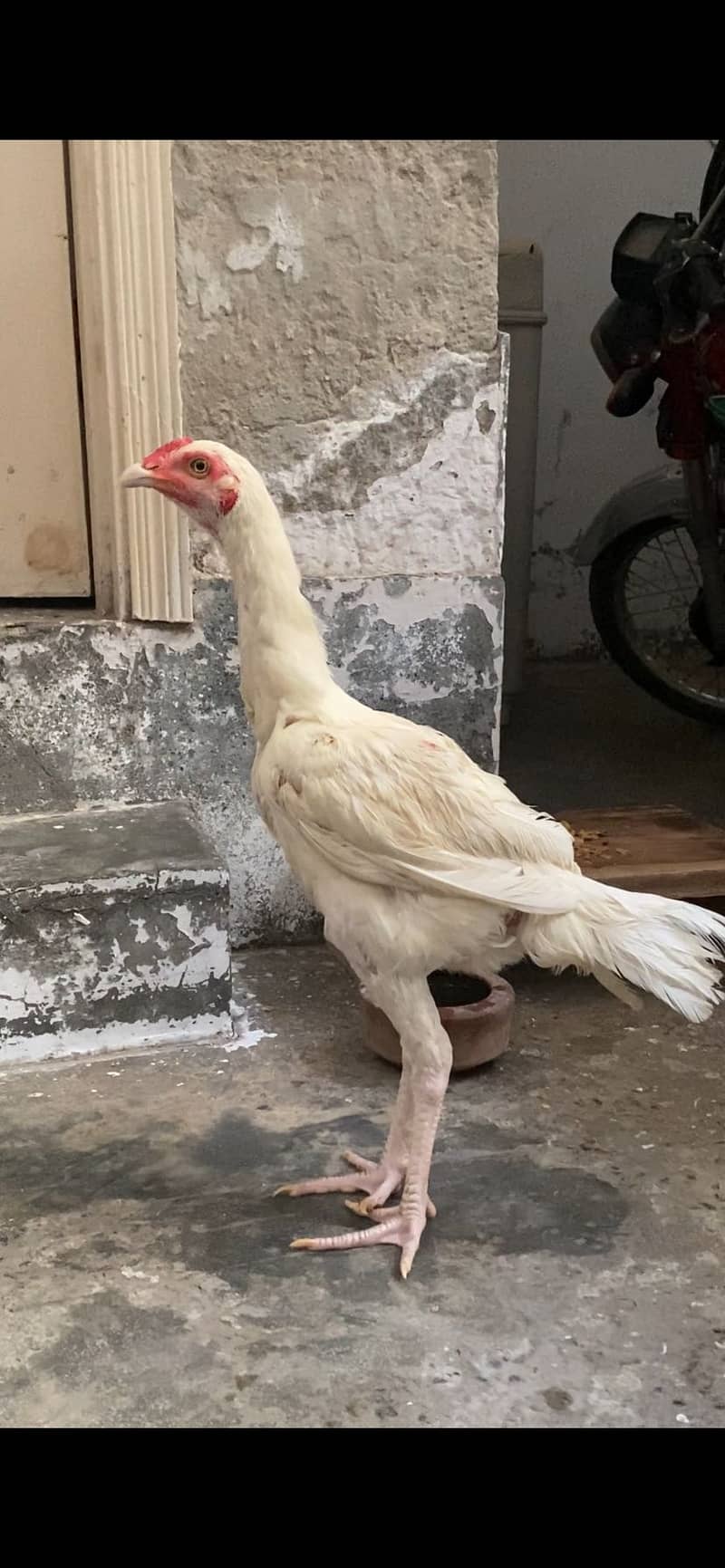 Sindhi heera patha 2