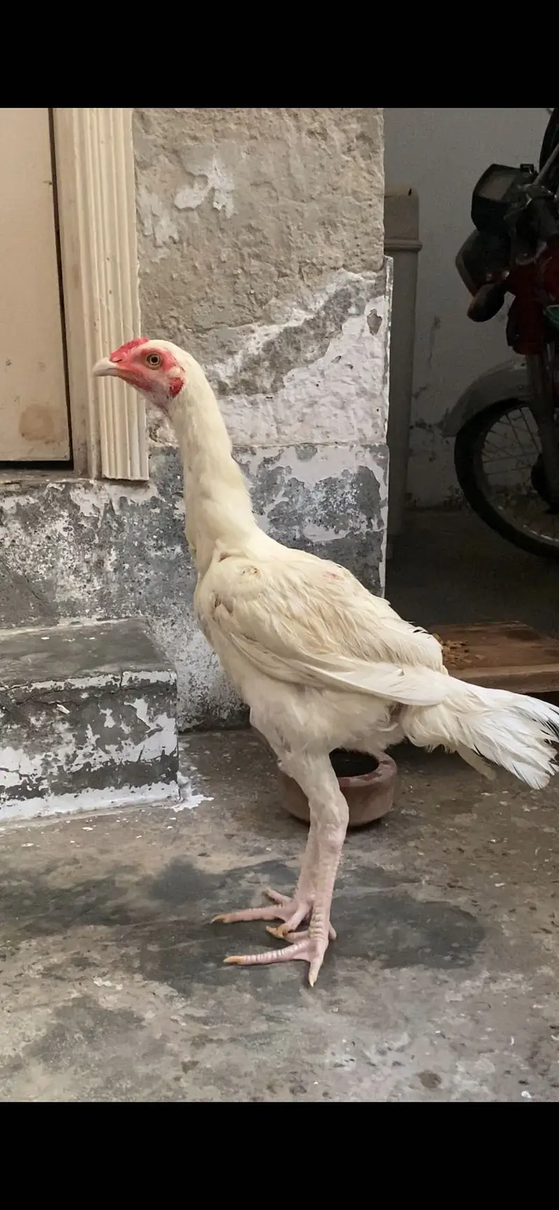 Sindhi heera patha — photo 2