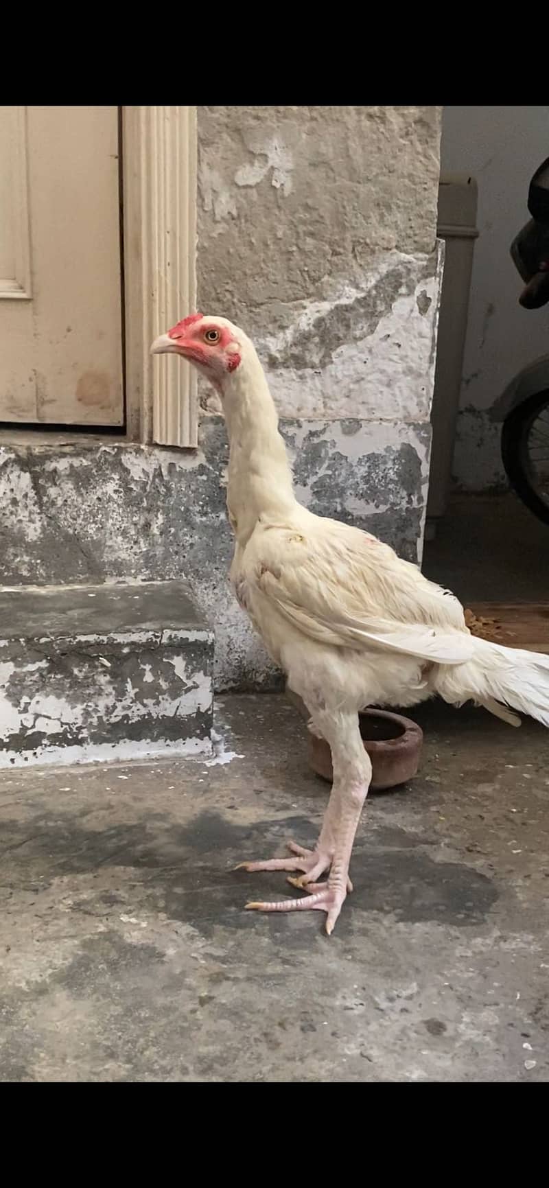 Sindhi heera patha 3
