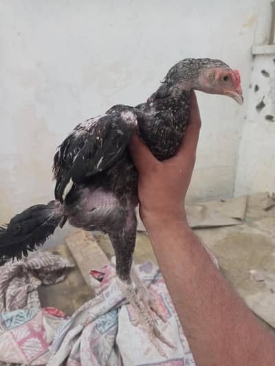 aseel home breed