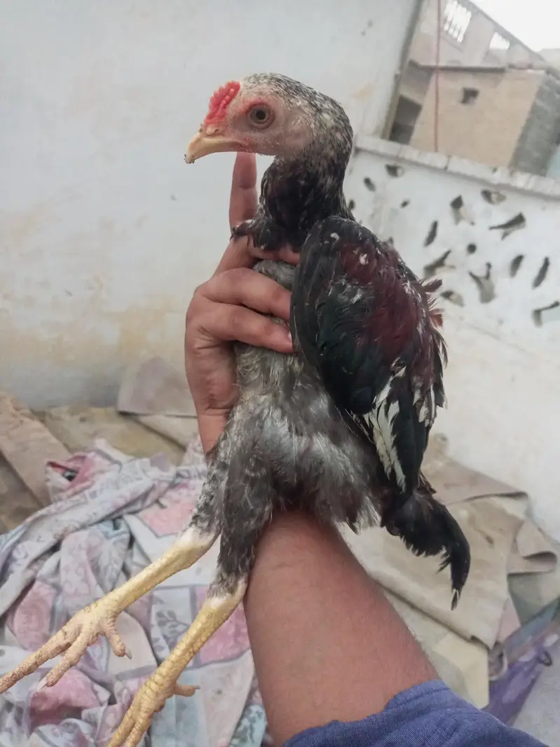 aseel home breed — photo 2