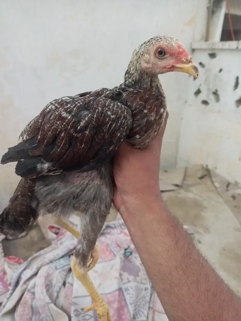 aseel home breed — photo 3