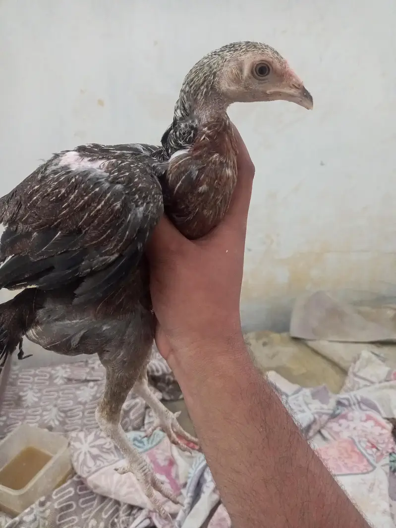 aseel home breed — photo 4