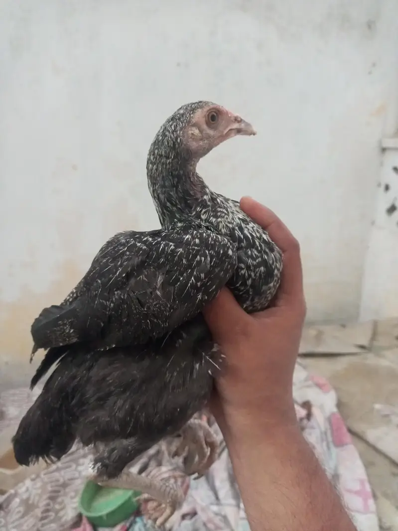 aseel home breed — photo 6