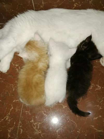 3 female person kittens