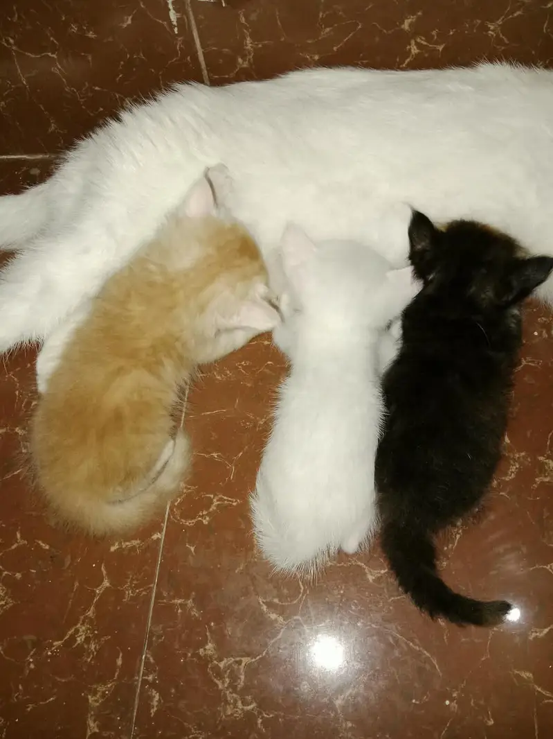 3 female person kittens — photo 2