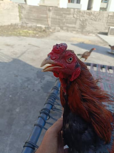 aseel mianwali