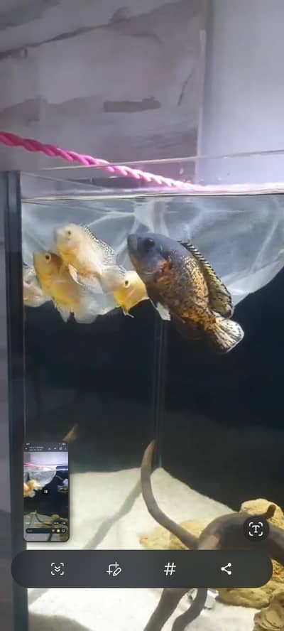 Lemon oscar and copper oscar for sale