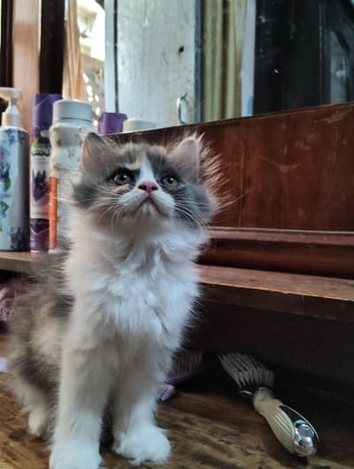 Persian Triple coated
