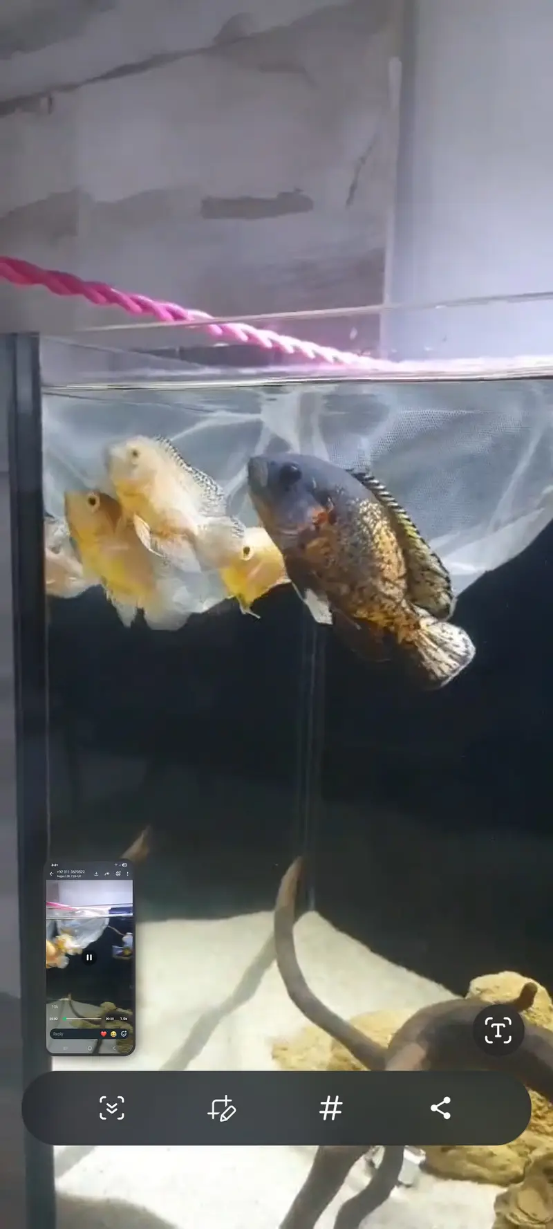 Lemon oscar and copper oscar for sale — photo 2