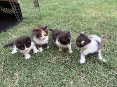 Persian Kittens