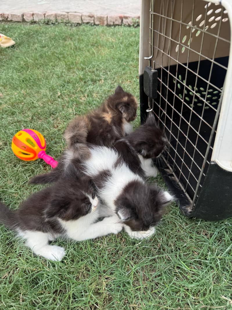 Persian Kittens 1