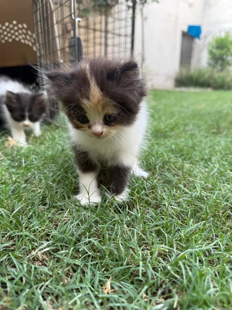 Persian Kittens — photo 3